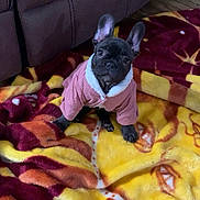 Little Lady joined the competition — help win amazing prizes! animal, blanket, companion, cozy, cute, dog, domestic_animal, ears, floor, french_bulldog, fur, indoors, looking_up, pet, pink_jacket, puppy, sitting, small_dog, warm_clothing, young