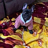 animal, blanket, companion, cozy, cute, dog, domestic_animal, ears, floor, french_bulldog, fur, indoors, looking_up, pet, pink_jacket, puppy, sitting, small_dog, warm_clothing, young