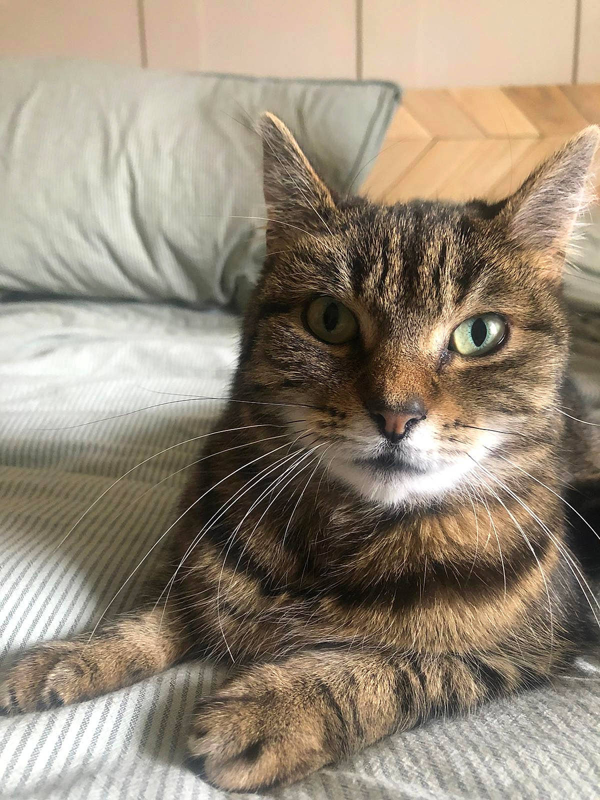 Evie joined the competition — help win amazing prizes! carnivore, cat, claw, comfort, couch, domestic_short_haired_cat, eye, felidae, fur, linens, paw, pillow, sitting, small_to_medium_sized_cats, snout, terrestrial_animal, tree, whiskers, wildlife, window