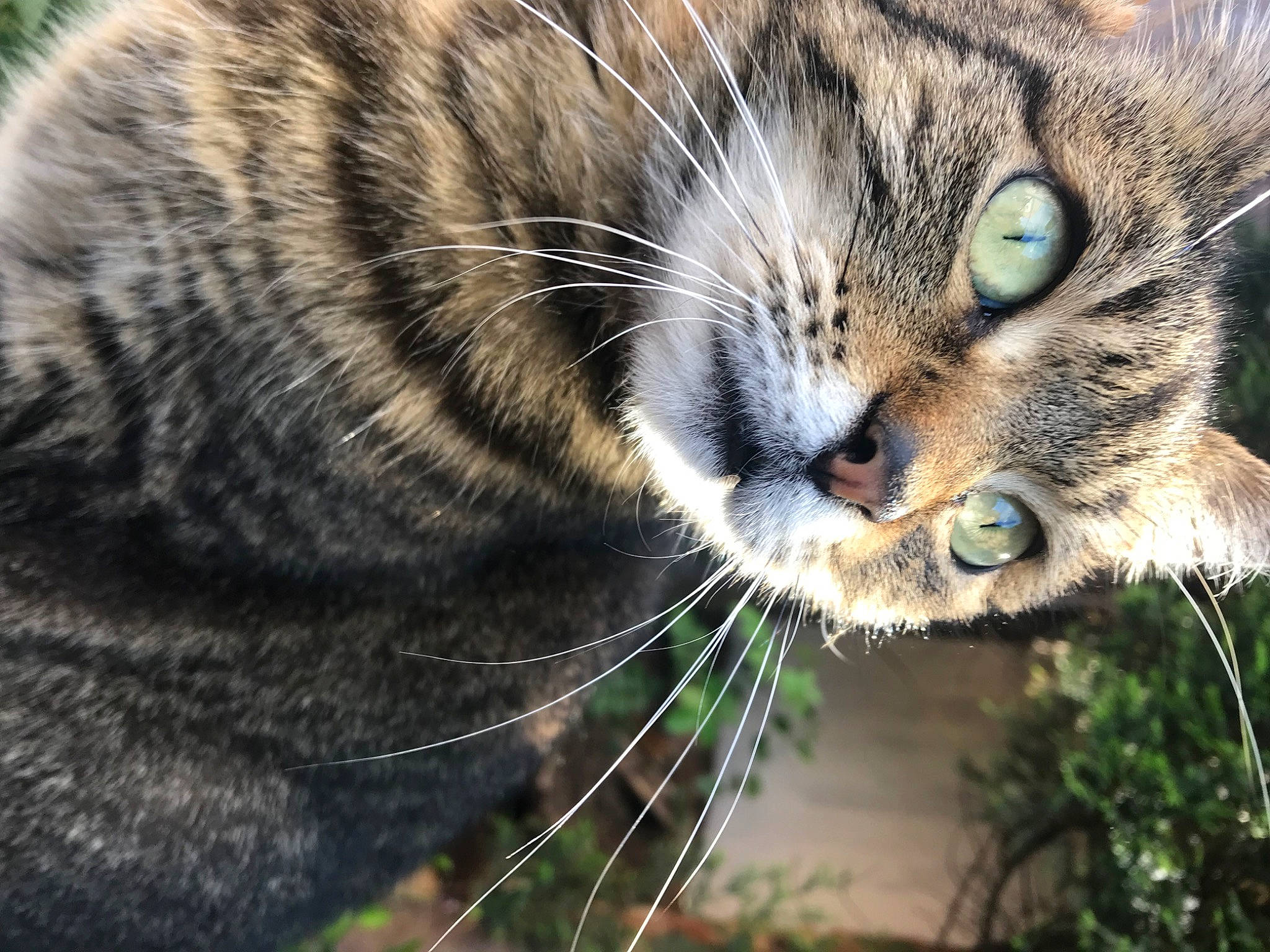 Evie joined the competition — help win amazing prizes! carnivore, cat, claw, close_up, domestic_short_haired_cat, fawn, felidae, fur, grass, head, paw, plant, small_to_medium_sized_cats, snout, tail, terrestrial_animal, tree, whiskers, wildlife