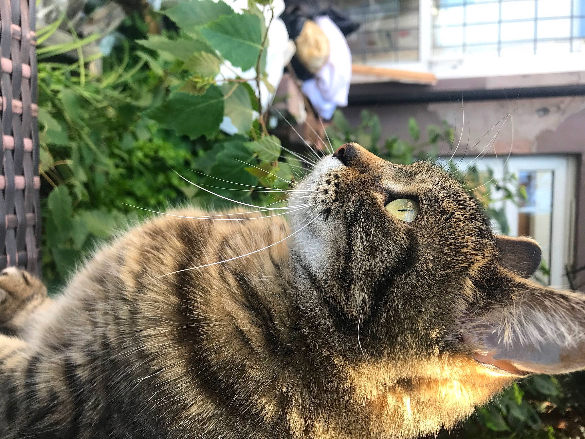 Evie is registered to the contest to win money with this photo: big_cats, carnivore, cat, claw, domestic_short_haired_cat, fawn, felidae, fur, grass, houseplant, paw, plant, small_to_medium_sized_cats, snout, sporting_group, tail, terrestrial_animal, whiskers, wildlife, window