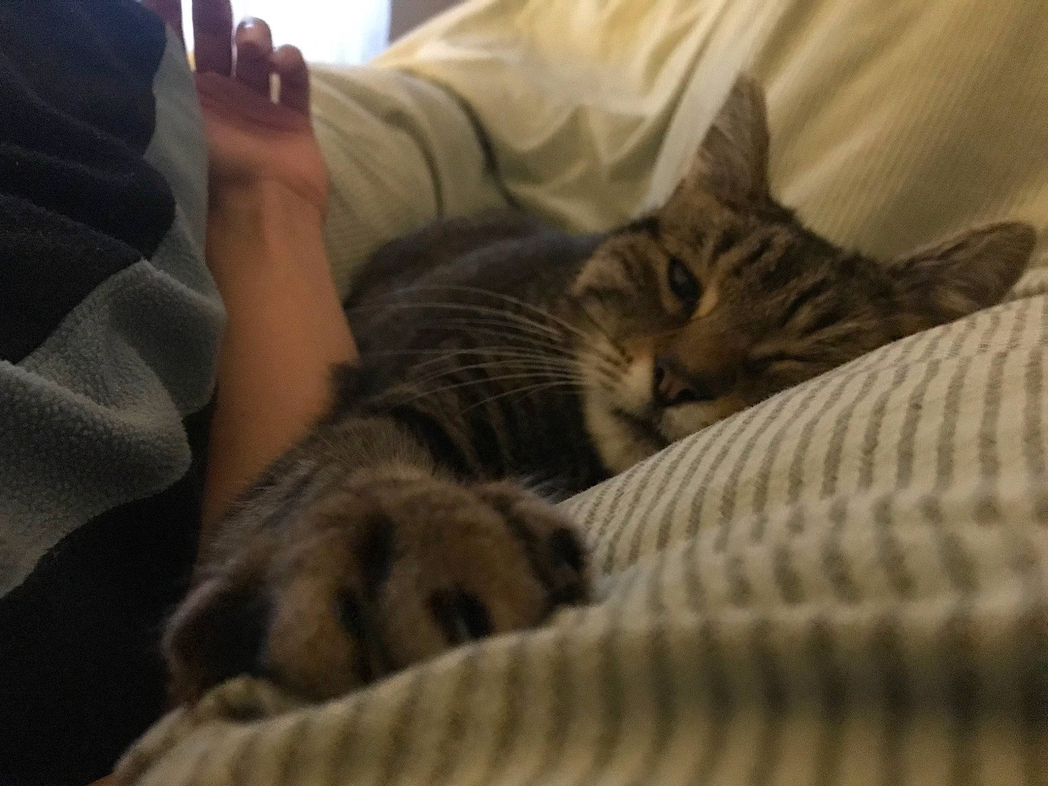 Evie is registered to the contest to win money with this photo: bed, bedding, blanket, carnivore, cat, comfort, couch, domestic_short_haired_cat, felidae, fur, gesture, grey, human_leg, linens, nap, room, sleep, small_to_medium_sized_cats, whiskers, wood