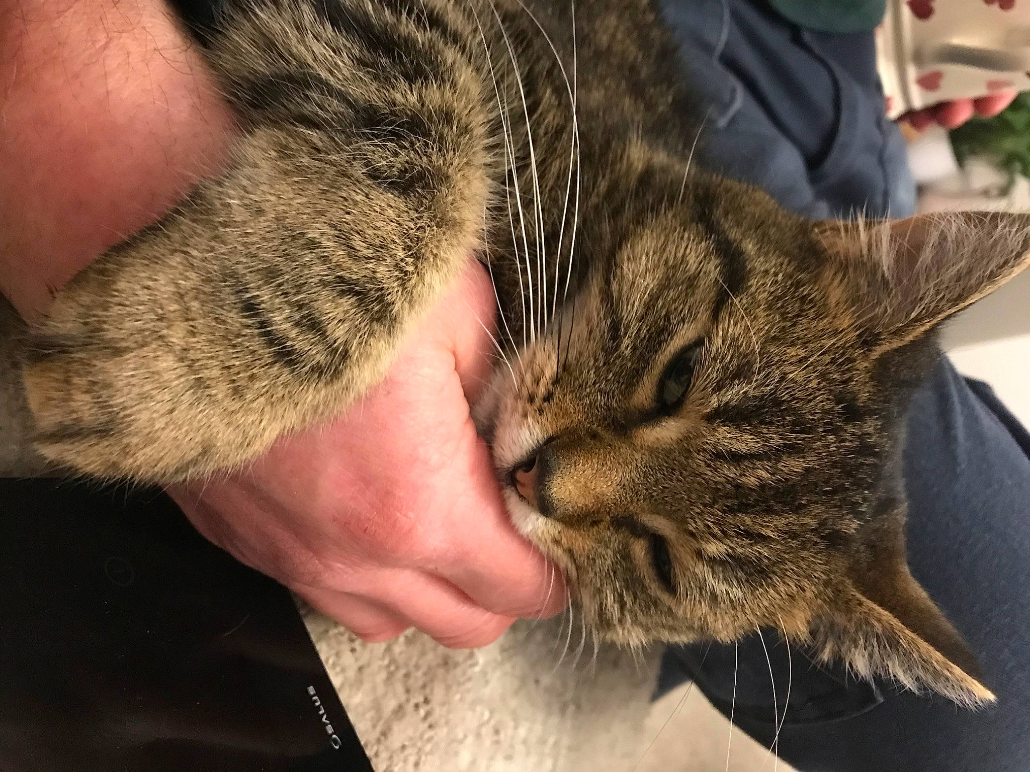 Evie is registered to the contest to win money with this photo: carnivore, cat, claw, close_up, domestic_short_haired_cat, ear, felidae, flowerpot, fur, gesture, grass, hug, nap, paw, sleep, small_to_medium_sized_cats, snout, terrestrial_animal, whiskers, wildlife