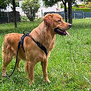 Valko a rejoint le concours — aidez-le/la à gagner de superbes lots ! dog, golden_retriever, leash, harness, grass, outdoor, tree, pet, canine, tongue_out, animal, nature, suburban, greenery, summer, happy, standing, mammal, daytime, fur
