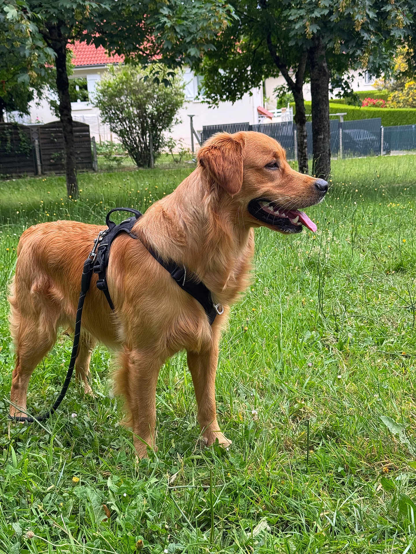 Valko a rejoint le concours — aidez-le/la à gagner de superbes lots ! dog, golden_retriever, leash, harness, grass, outdoor, tree, pet, canine, tongue_out, animal, nature, suburban, greenery, summer, happy, standing, mammal, daytime, fur