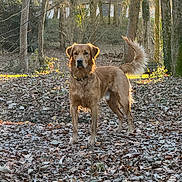 Valko a rejoint le concours — aidez-le/la à gagner de superbes lots ! alert, animal, autumn, canine, collar, daylight, dog, forest, fur, golden_retriever, leaves, mammal, nature, outdoor, pet, standing, sunlight, tail, trees, woods
