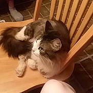 Izzy joined the competition — help win amazing prizes! asian, carnivore, cat, domestic_long_haired_cat, ear, european_shorthair, fawn, felidae, fur, kitten, maine_coon, mammal, munchkin, norwegian_forest_cat, polydactyl_cat, ragamuffin, small_to_medium_sized_cats, whiskers