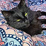 cat, black_cat, pet, animal, feline, bed, blanket, pattern, fluffy, resting, indoor, cozy, sleepy, green_eyes, cute, domestic_animal, fur, closeup, comfort, relaxation