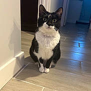Molly joined the competition — help win amazing prizes! cat, tuxedo_cat, black_and_white, pet, indoor, floor, tile_floor, shadow, curious, animal, feline, sitting, whiskers, ears, eyes, home, hallway, doorway, lighting, quiet