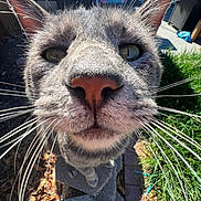 Earl is registered to the contest to win money with this photo: cat, close_up, whiskers, nose, face, pet, outdoor, grass, sunlight, eyes, grey_cat, domestic_cat, portrait, playful, paws, stone, bricks, backyard, fur, curious