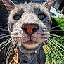 cat, close_up, whiskers, nose, face, pet, outdoor, grass, sunlight, eyes, grey_cat, domestic_cat, portrait, playful, paws, stone, bricks, backyard, fur, curious