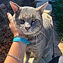 cat, gray_cat, feline, pet, whiskers, close_up, portrait, outdoor, garden, sunlight, stone_path, paws, hand, bracelet, watch, jewelry, ears, green_eyes, fur, relaxed