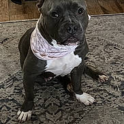 Bella is registered to the contest to win money with this photo: dog, pet, indoor, bandana, carpet, floor, wooden_cabinet, animal, canine, sitting, brown, white_paws, expression, fur, ears, home, domestic, portrait, cute, looking