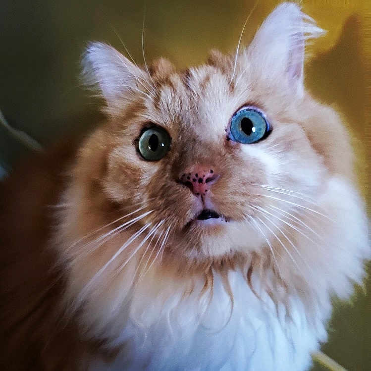 Quin is registered to the contest to win money with this photo: cat, fluffy, close_up, heterochromia, blue_eye, green_eye, whiskers, pet, feline, curious, portrait, indoor, soft_lighting, animal, cute, fur, face, looking_up, domestic_cat, ears