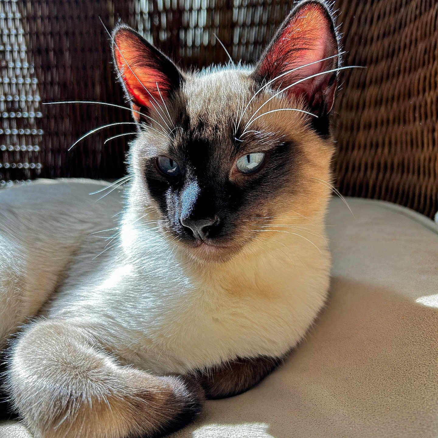 Softpaws