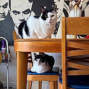 Frauncess And Kussa is registered to the contest to win money with this photo: animal, art, black_and_white_cat, cat, cushion, cute, decor, domestic, feline, furniture, indoor, loafing, mural, pet, portrait, relaxed, sitting, two_cats, wooden_chair, wooden_table