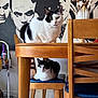 animal, art, black_and_white_cat, cat, cushion, cute, decor, domestic, feline, furniture, indoor, loafing, mural, pet, portrait, relaxed, sitting, two_cats, wooden_chair, wooden_table