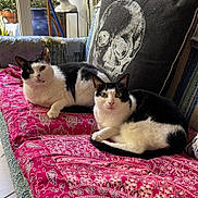 Kussa And Frauncess is registered to the contest to win money with this photo: animal, black_and_white, blanket, cat, couch, cozy, cute, decor, domestic, feline, furniture, home, indoor, looking_at_camera, patterned, pets, relaxed, resting, skull_pillow, two_cats