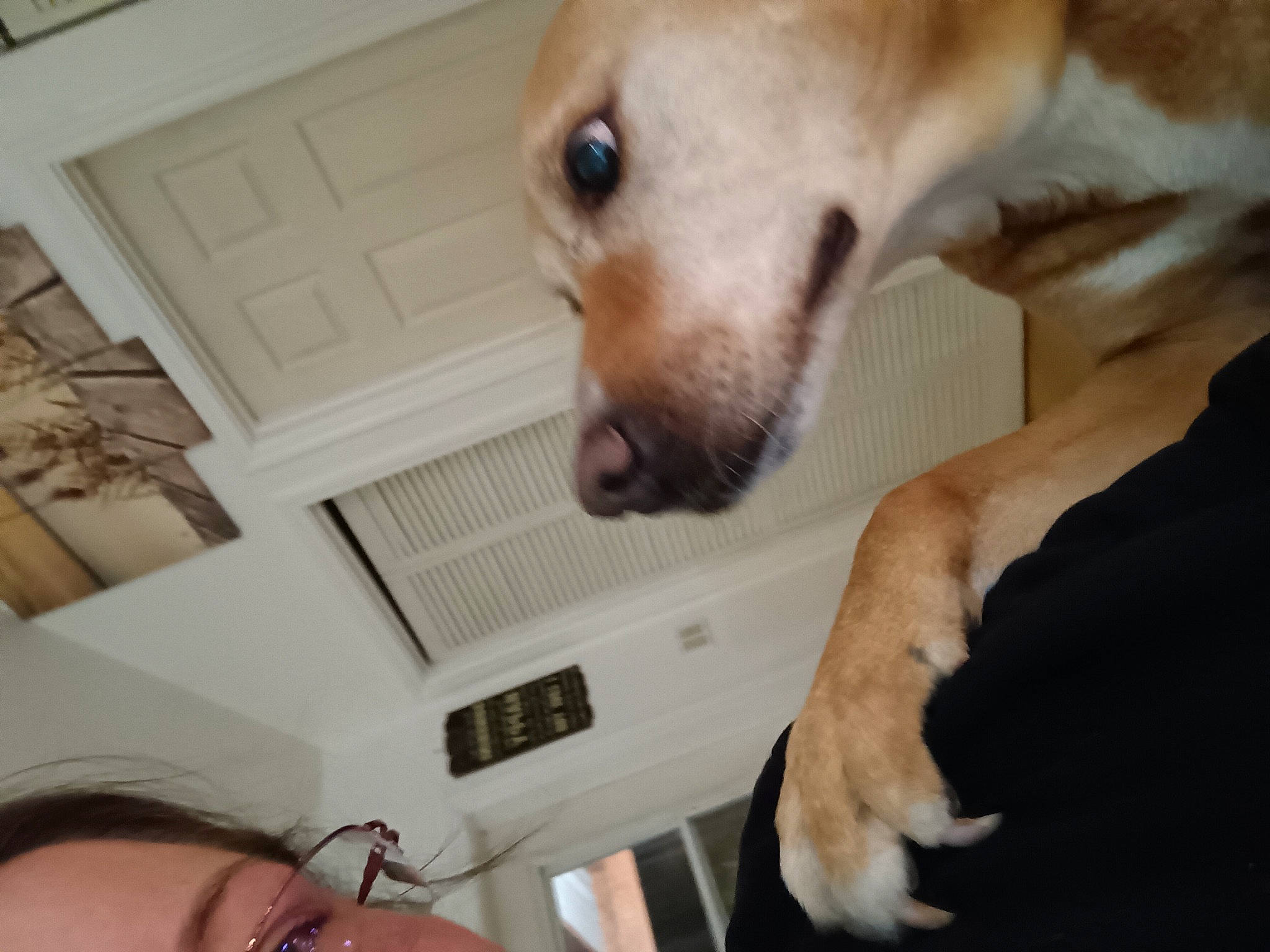 Honey is registered to the contest to win money with this photo: canidae, carnivore, comfort, companion_dog, dog, dog_breed, eyelash, fawn, fur, gesture, human_leg, nail, non_sporting_group, paw, snout, sporting_group, thumb, whiskers, working_animal, wrist