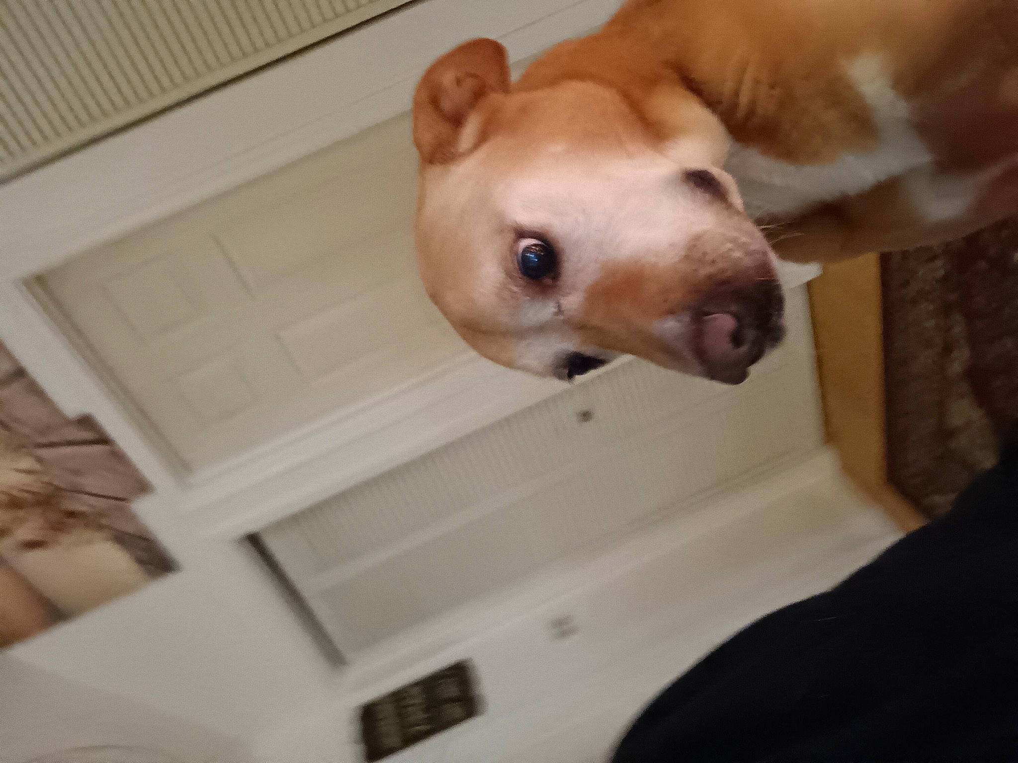 Honey is registered to the contest to win money with this photo: carnivore, collar, companion_dog, dog, dog_breed, dog_supply, ear, fawn, hardwood, jaw, non_sporting_group, pet_supply, snout, sporting_group, tail, terrestrial_animal, whiskers, wood, working_animal