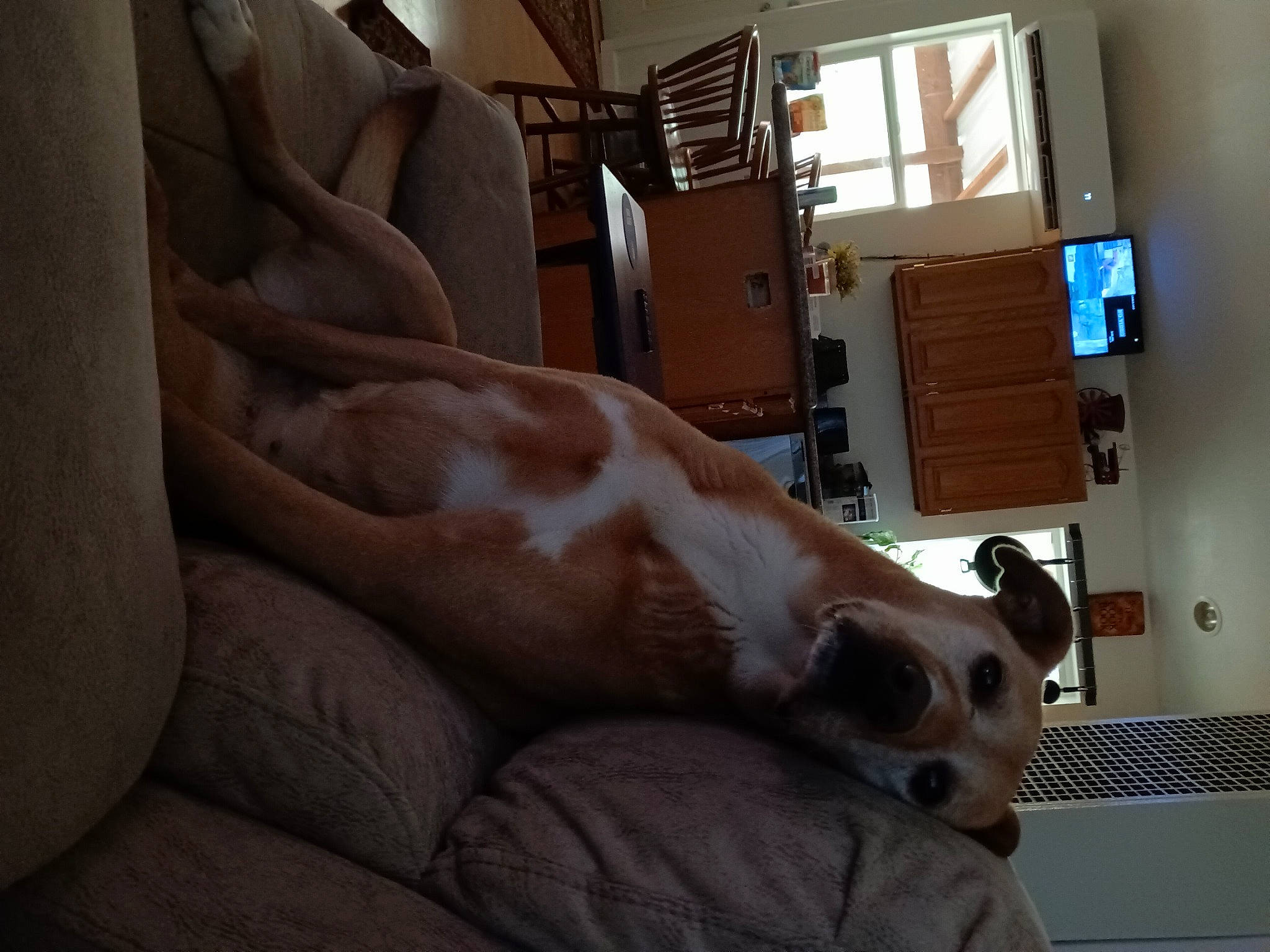 Honey joined the competition — help win amazing prizes! canidae, carnivore, comfort, companion_dog, couch, dog, dog_breed, fawn, flooring, fur, human_leg, non_sporting_group, room, sporting_group, toy_dog, whiskers, window, working_animal, wrist