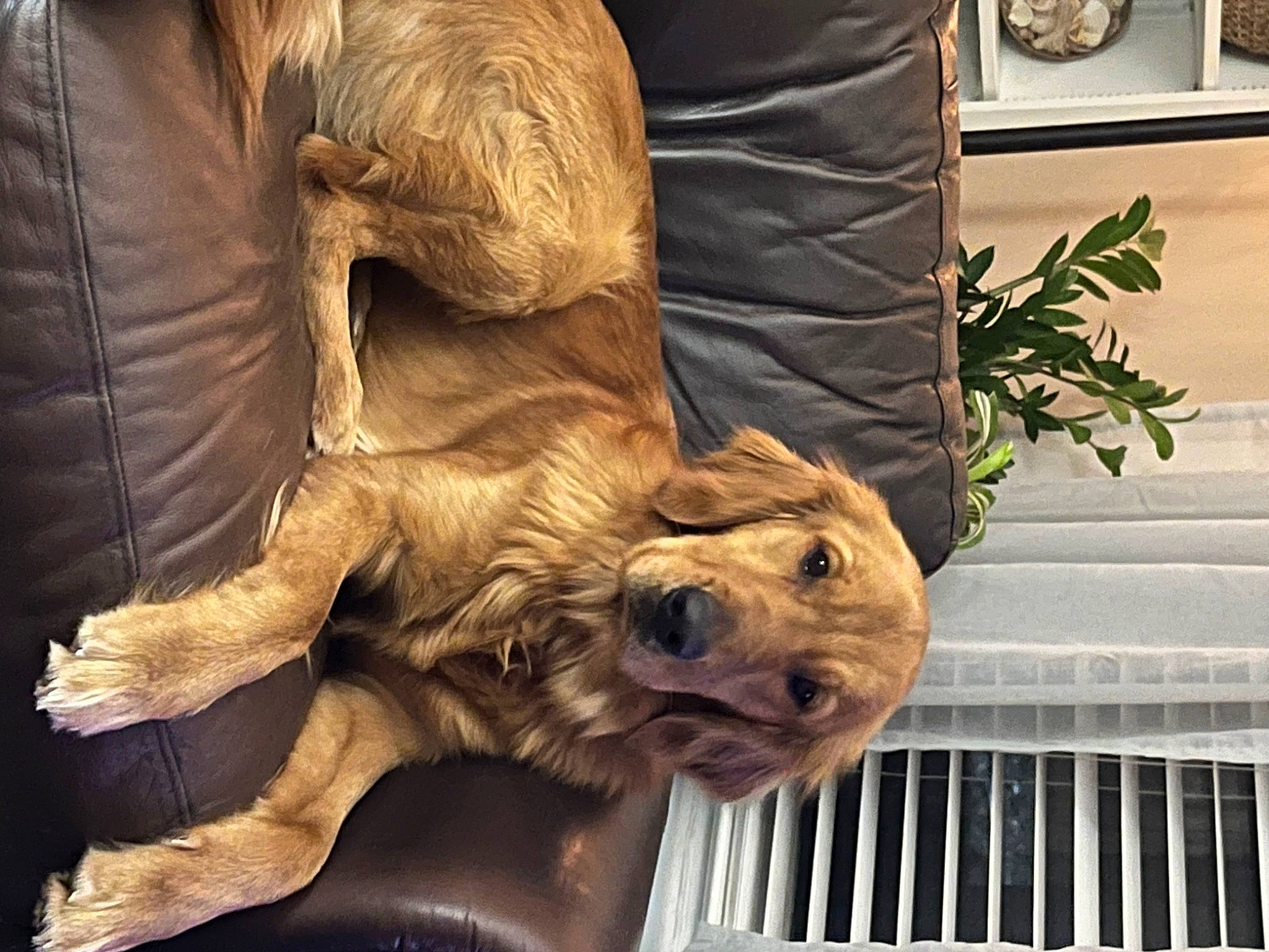 Wyatt Jay Belak joined the competition — help win amazing prizes! art, carnivore, comfort, companion_dog, dog, dog_breed, fawn, fur, human_leg, liver, metal, picture_frame, plant, sculpture, snout, sporting_group, terrestrial_animal, wood, working_animal, wrinkle