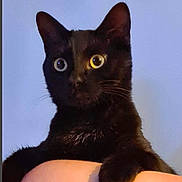 Bounty participe au concours pour gagner de l'argent avec cette photo : black_cat, cat, heterochromia, blue_eye, yellow_eye, pet, feline, animal, whiskers, paw, fur, close_up, indoor, portrait, curious, looking, person_arm, background, domestic_animal, cute