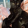 Bounty a rejoint le concours — aidez-le/la à gagner de superbes lots ! animal, black_cat, blanket, comfort, cozy, curious, cute, feline, fur, home, indoor, kitten, looking_at_camera, paw, pet, relaxed, sitting, soft_texture, yellow_eyes, young_cat