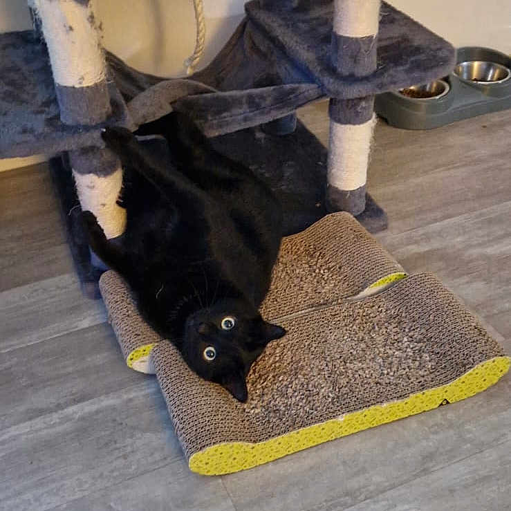 Bounty participe au concours pour gagner de l'argent avec cette photo : animal, black_cat, cat_tree, cozy, curious, domestic_cat, flooring, furniture, home, indoor, paws, pet, pet_food_bowls, playful, relaxing, rope, scratcher_pad, scratching_post, wide_eyes, wood_floor