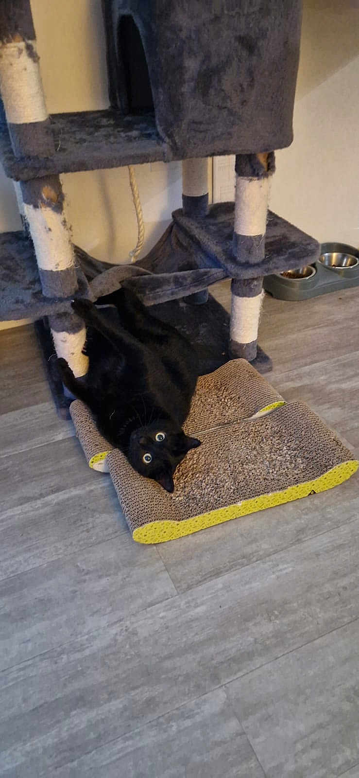 Bounty participe au concours pour gagner de l'argent avec cette photo : black_cat, cat_tree, scratcher_pad, indoor, flooring, pet_food_bowls, playful, curious, wide_eyes, furniture, paws, scratching_post, rope, wood_floor, pet, animal, relaxing, cozy, home, domestic_cat