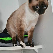 Luna a rejoint le concours — aidez-le/la à gagner de superbes lots ! cat, siamese_cat, blue_eyes, shelf, clothes, folded_clothes, indoor, pet, animal, curious, whiskers, fur, paws, standing, white_shelf, stack, home, domestic, feline, looking_down