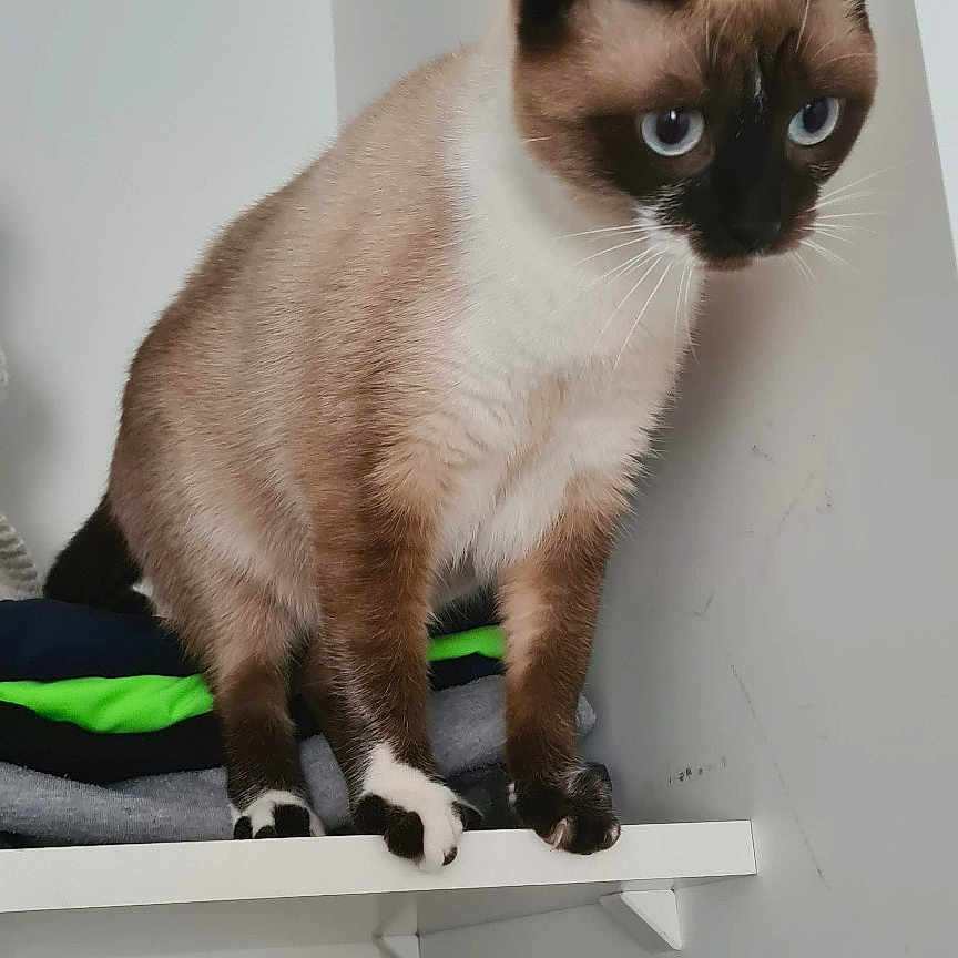 Luna a rejoint le concours — aidez-le/la à gagner de superbes lots ! animal, blue_eyes, cat, clothes, curious, domestic, feline, folded_clothes, fur, home, indoor, looking_down, paws, pet, shelf, siamese_cat, stack, standing, whiskers, white_shelf