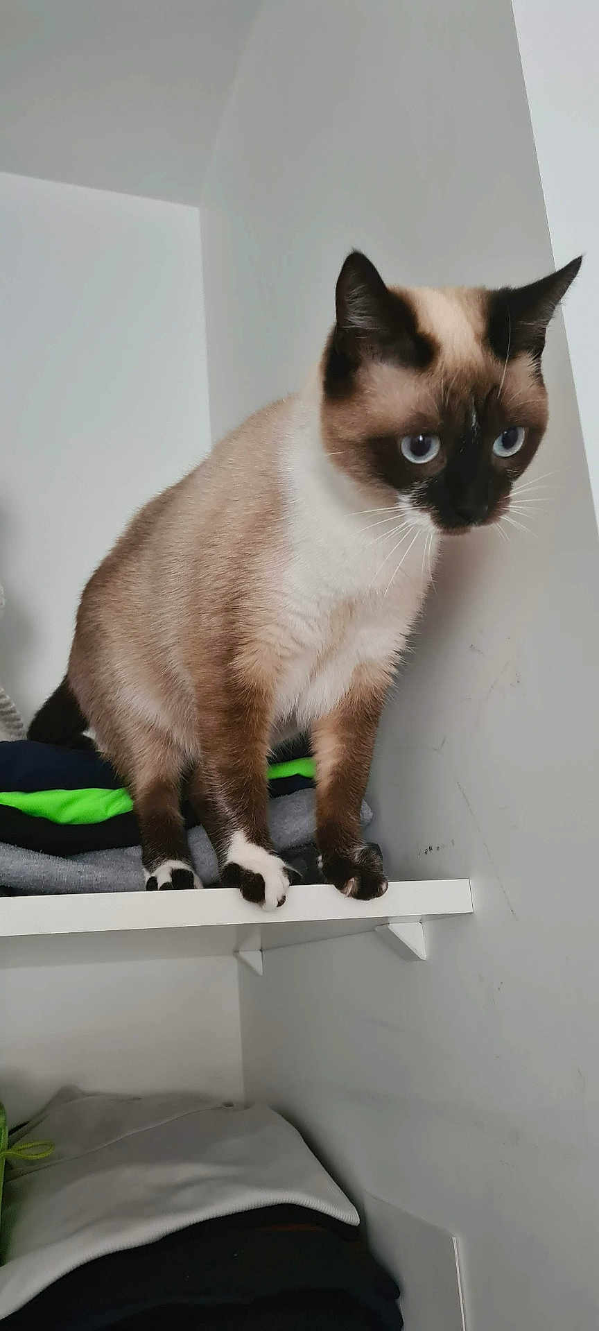Luna a rejoint le concours — aidez-le/la à gagner de superbes lots ! cat, siamese_cat, blue_eyes, shelf, clothes, folded_clothes, indoor, pet, animal, curious, whiskers, fur, paws, standing, white_shelf, stack, home, domestic, feline, looking_down
