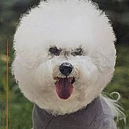 Blizzard joined the competition — help win amazing prizes! dog, white, fluffy, curly_hair, tongue_out, portrait, pet, cute, outdoor, grass, animal, friendly, fur, face, muzzle, canine, smiling, furry, coat, companion