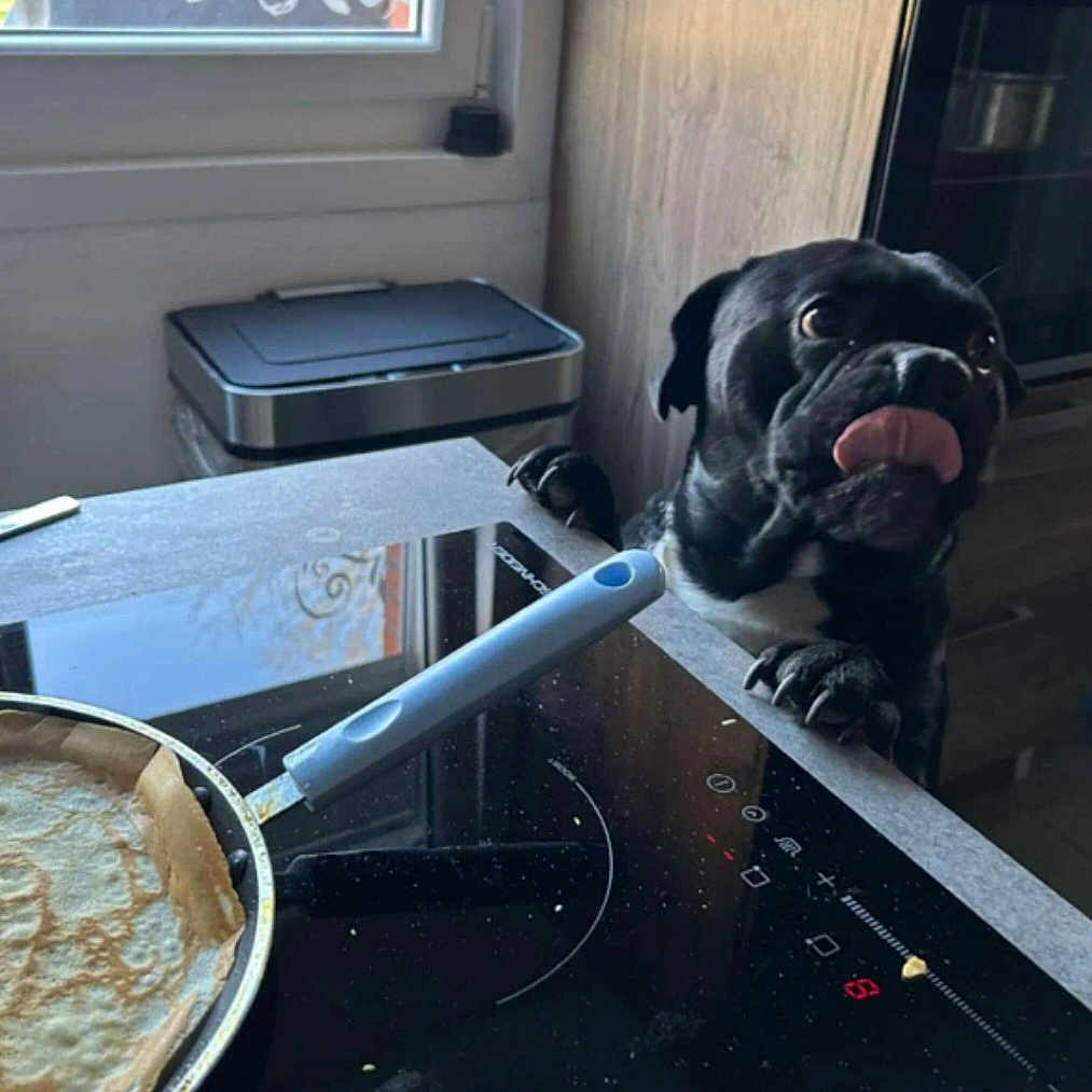 Wattebled Lyno a rejoint le concours — aidez-le/la à gagner de superbes lots ! appliance, black_dog, cooking, counter, curious, curtain, dog, floor, food, home, indoor, kitchen, light, pan, pancake, pet, stove, tongue_out, trash_bin, window