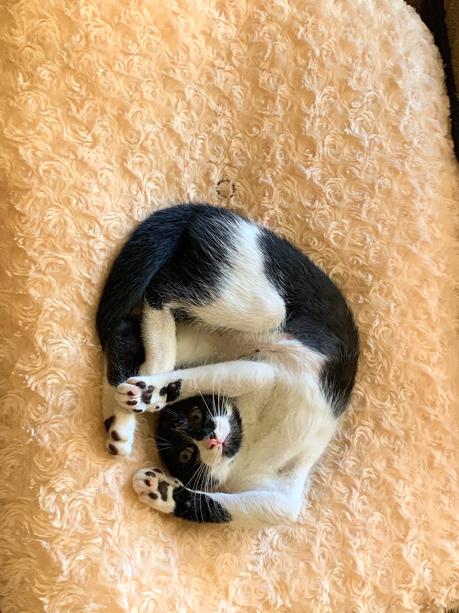 Chester a rejoint le concours — aidez-le/la à gagner de superbes lots ! canidae, carnivore, cat, claw, comfort, companion_dog, dog_breed, domestic_short_haired_cat, felidae, foot, fur, nap, paw, small_to_medium_sized_cats, snout, sporting_group, tail, terrestrial_animal, whiskers, window