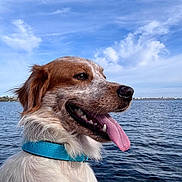 Milo a rejoint le concours — aidez-le/la à gagner de superbes lots ! dog, canine, portrait, closeup, tongue, panting, happy, brown_and_white, fluffy, collar, blue_collar, outdoor, lake, water, sky, clouds, shoreline, nature, animal, photography