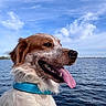 Milo a rejoint le concours — aidez-le/la à gagner de superbes lots ! dog, canine, portrait, closeup, tongue, panting, happy, brown_and_white, fluffy, collar, blue_collar, outdoor, lake, water, sky, clouds, shoreline, nature, animal, photography