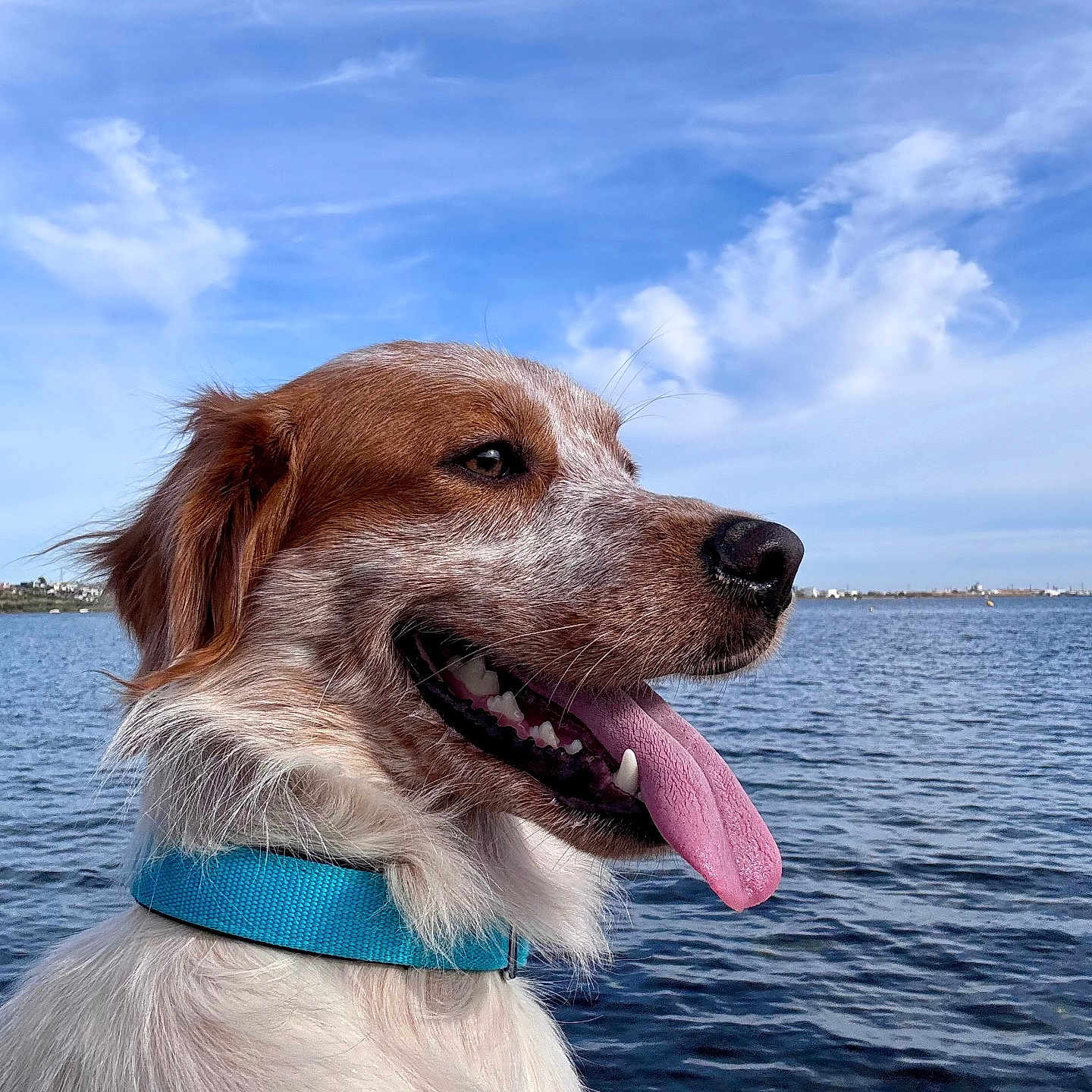Milo a rejoint le concours — aidez-le/la à gagner de superbes lots ! dog, canine, portrait, closeup, tongue, panting, happy, brown_and_white, fluffy, collar, blue_collar, outdoor, lake, water, sky, clouds, shoreline, nature, animal, photography