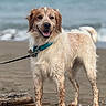 dog, beach, ocean, seaside, wet_fur, scruffy_fur, brown_and_white, smiling, open_mouth, standing, leash, collar, turquoise_collar, outdoors, shoreline, sand, waves, driftwood, portrait, pet