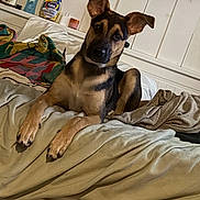 Hondo joined the competition — help win amazing prizes! dog, bed, blanket, indoor, pet, canine, furniture, relaxed, ears_up, curious, brown, black, fur, resting, household, comfort, cozy, portrait, domestic, looking