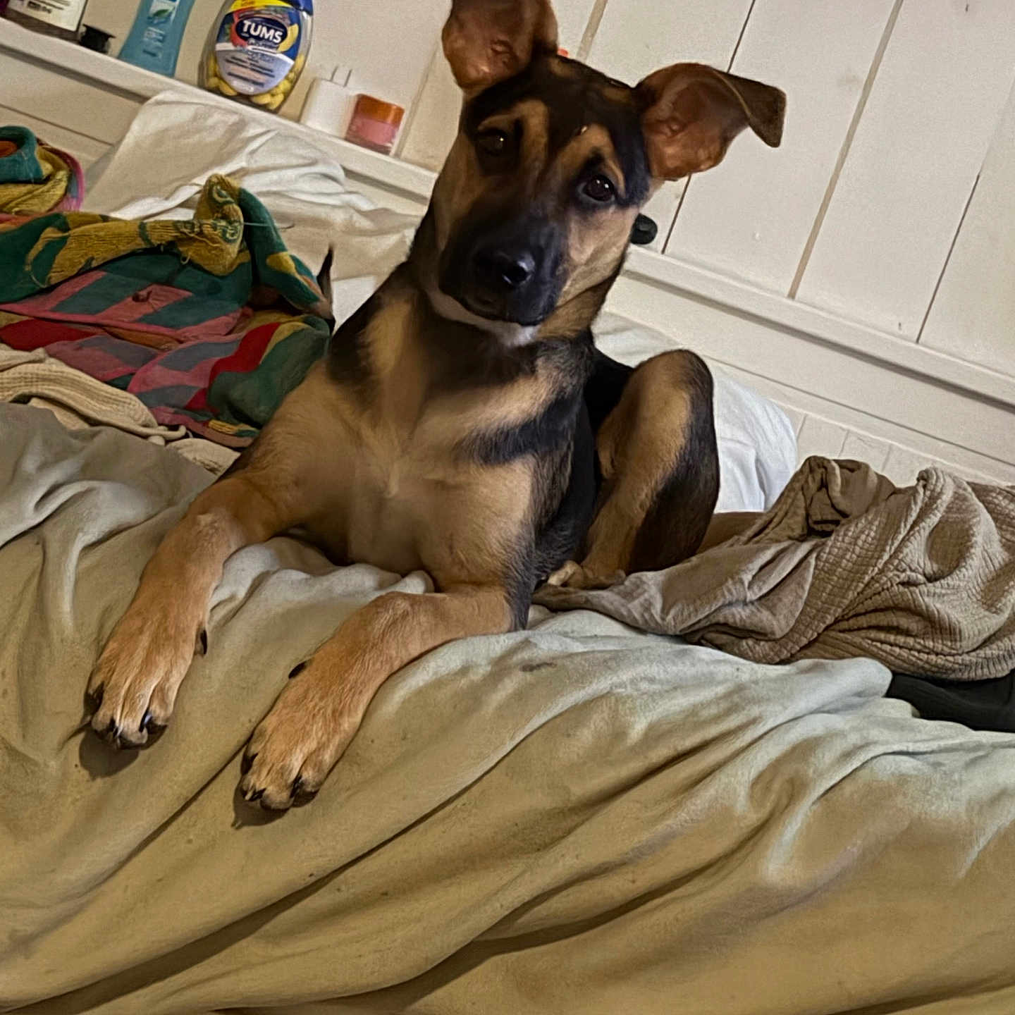 Hondo joined the competition — help win amazing prizes! dog, bed, blanket, indoor, pet, canine, furniture, relaxed, ears_up, curious, brown, black, fur, resting, household, comfort, cozy, portrait, domestic, looking