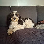 Milo is registered to the contest to win money with this photo: dog, couch, blanket, indoor, pet, fur, relaxed, paw_print_pillow, living_room, companion, canine, resting, domestic_animal, furniture, cute, portrait, animal, smiling, cozy, home