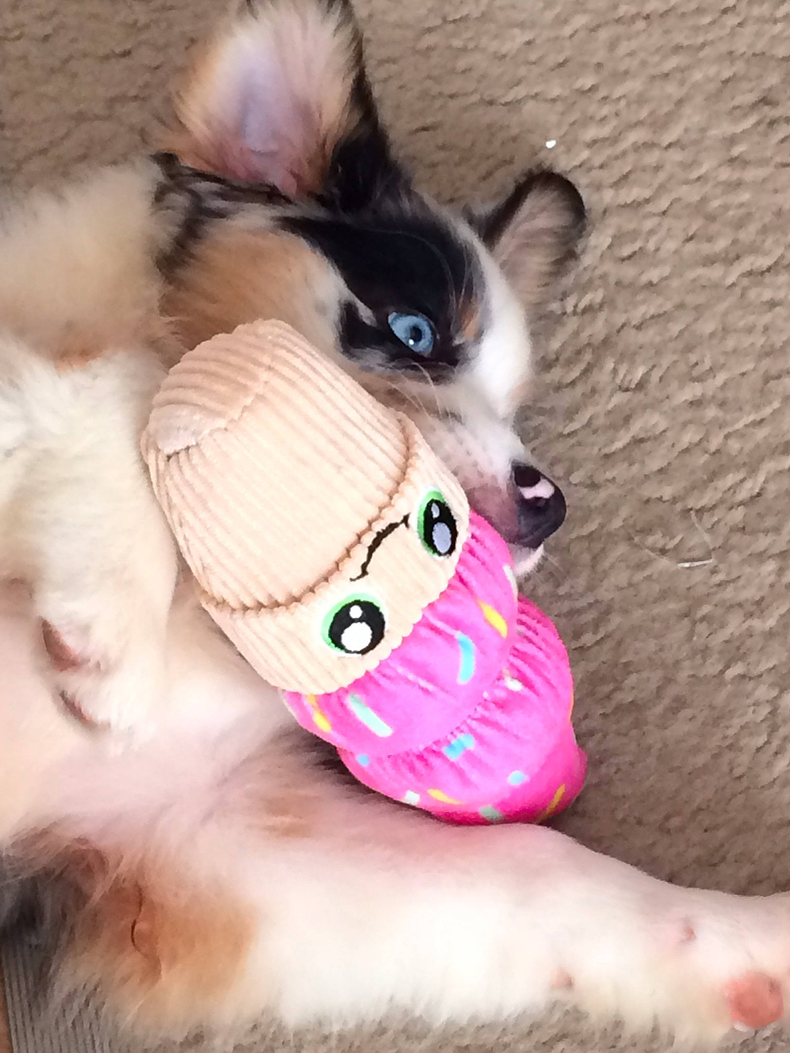Evie joined the competition — help win amazing prizes! carnivore, collar, companion_dog, dog, dog_breed, dog_supply, ear, fashion_accessory, fawn, felidae, foot, fur, fur_clothing, german_spitz, paw, pet_supply, pink, snout, sporting_group, whiskers