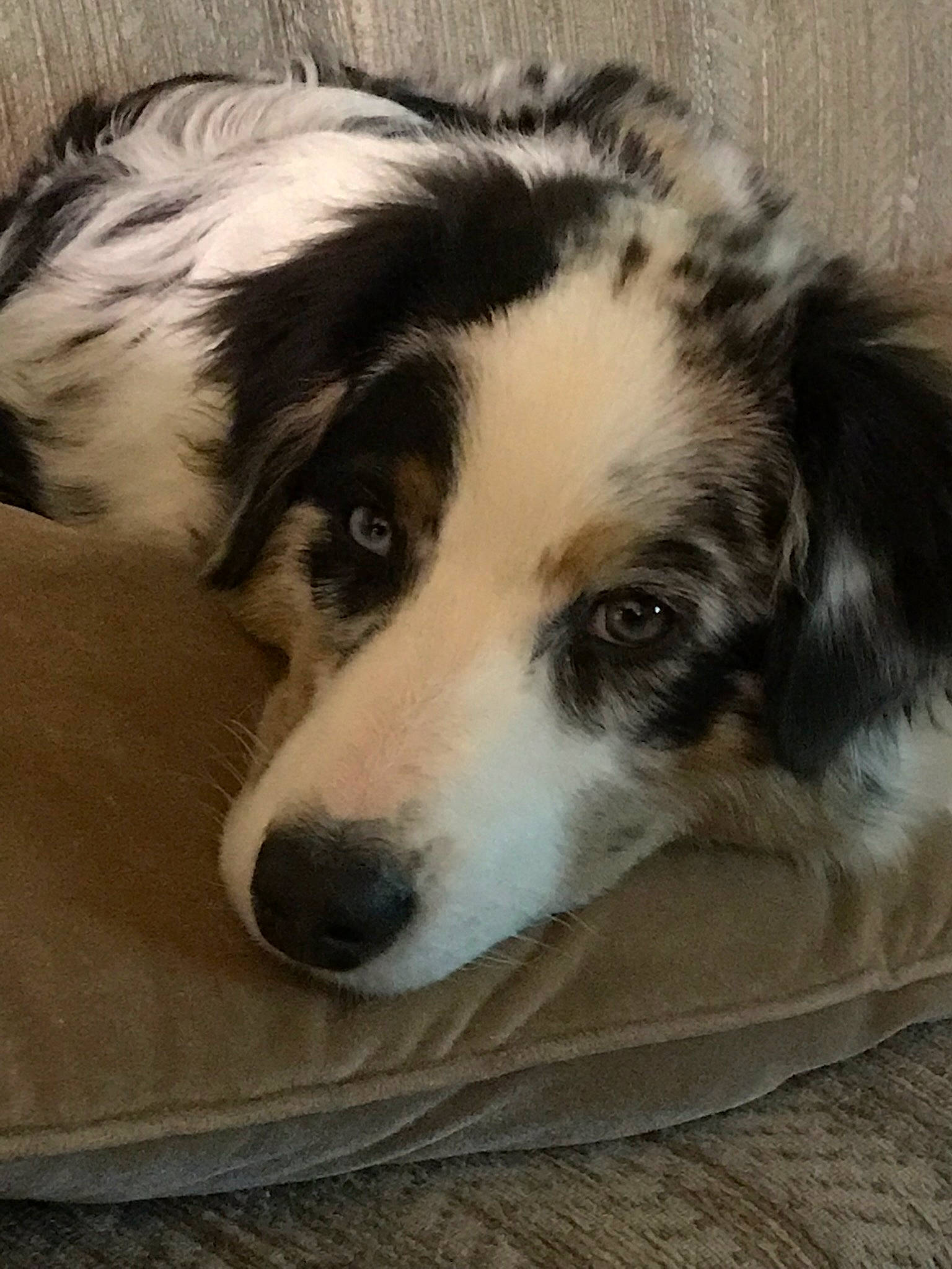 Evie is registered to the contest to win money with this photo: ancient_dog_breeds, australian_shepherd, border_collie, canidae, carnivore, companion_dog, dog, dog_breed, fur, herding_dog, puppy, snout, sporting_group, terrestrial_animal, whiskers, working_animal, working_dog
