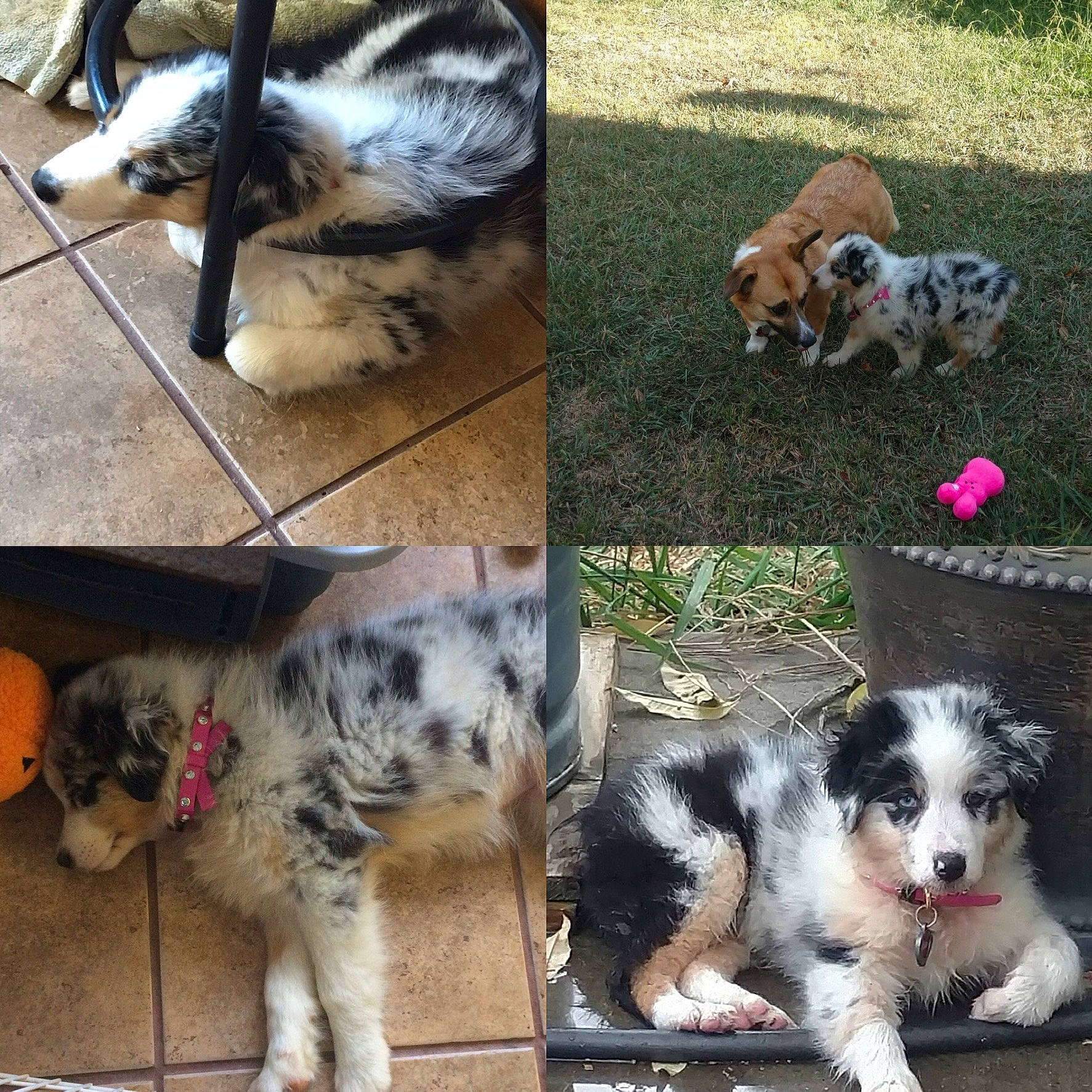 Evie is registered to the contest to win money with this photo: canidae, carnivore, collage, collar, companion_dog, dog, dog_breed, dog_supply, foot, fur, mammal, paw, pet_supply, plant, snout, sporting_group, tail, toy_dog, vertebrate, working_animal