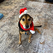 Buddy is registered to the contest to win money with this photo: dog, pet, santa_hat, red_scarf, festive, rug, carpet, living_room, hardwood_floor, paws, collar, id_tag, brown_fur, eyes, sitting, portrait, cute, indoors, furniture, holiday_decor
