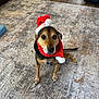 dog, pet, santa_hat, red_scarf, festive, rug, carpet, living_room, hardwood_floor, paws, collar, id_tag, brown_fur, eyes, sitting, portrait, cute, indoors, furniture, holiday_decor