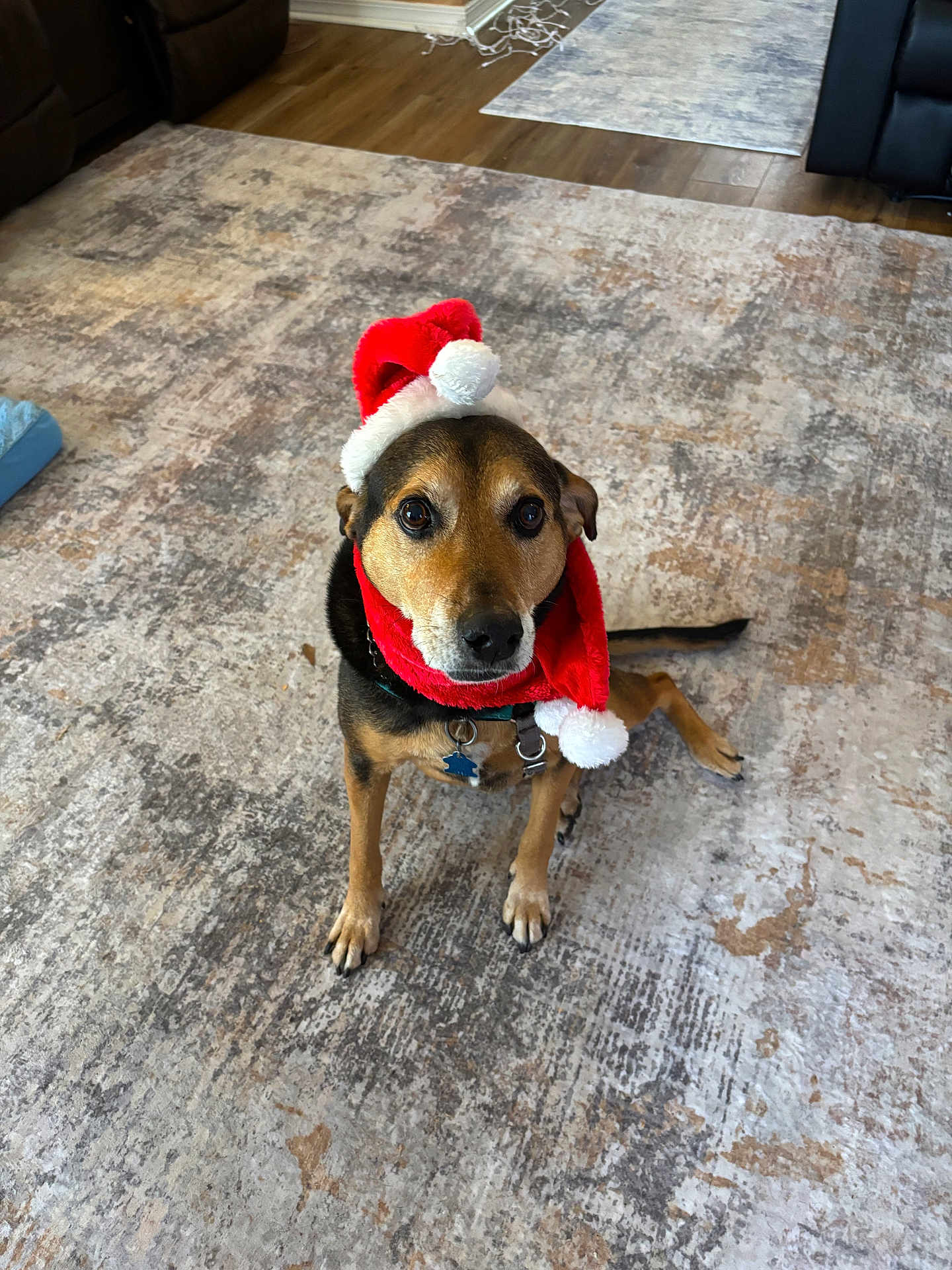 Buddy is registered to the contest to win money with this photo: dog, pet, santa_hat, red_scarf, festive, rug, carpet, living_room, hardwood_floor, paws, collar, id_tag, brown_fur, eyes, sitting, portrait, cute, indoors, furniture, holiday_decor