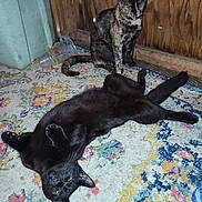 Max is registered to the contest to win money with this photo: cat, black_cat, tortoiseshell_cat, carpet, indoor, wooden_wall, floor, pet, animal, fur, relaxed, sitting, lying_down, playful, domestic, cute, mammal, companion, household, resting